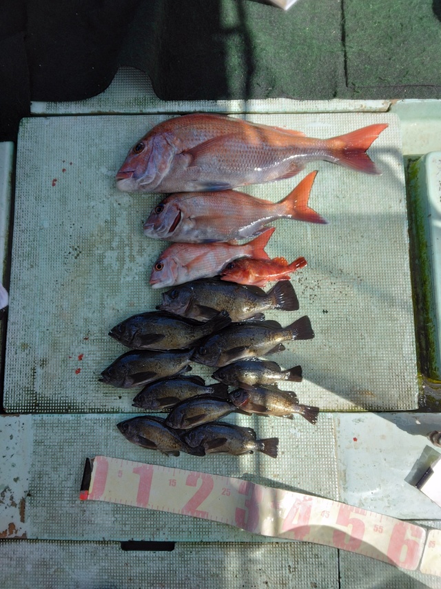 マダイ・メバル