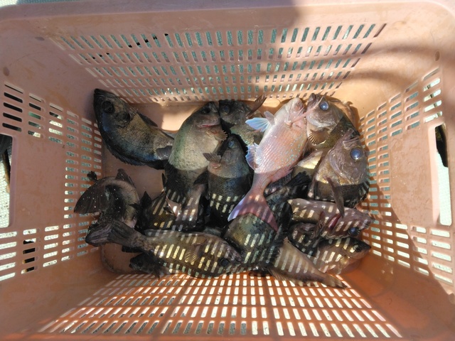 マダイ・メバル