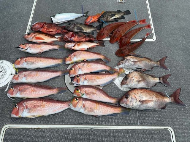 マダイ・アマダイ(アカアマダイ)・メバル・ホウボウ