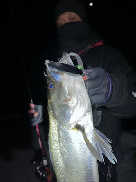 シーバス(スズキ)