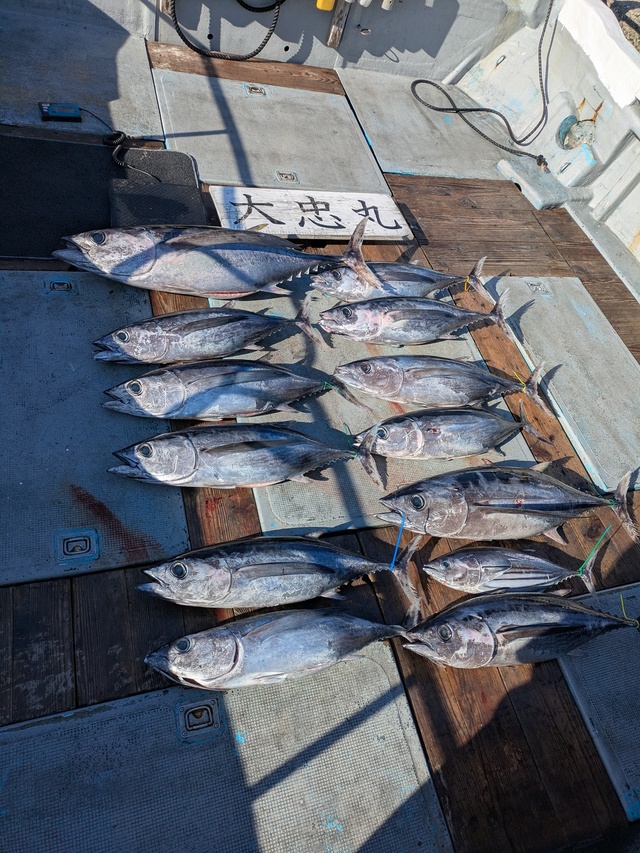 トンボ(ビンナガ)・カツオ