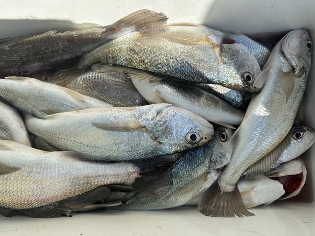 イシモチ(シログチ)