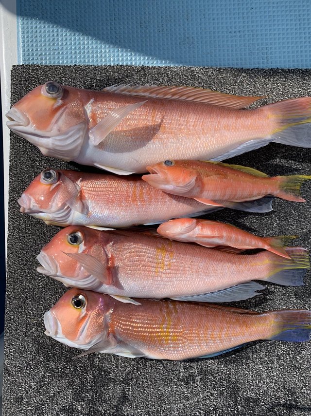 アマダイ(アカアマダイ)