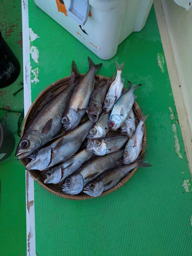 クロムツ・シロムツ(オオメハタ)