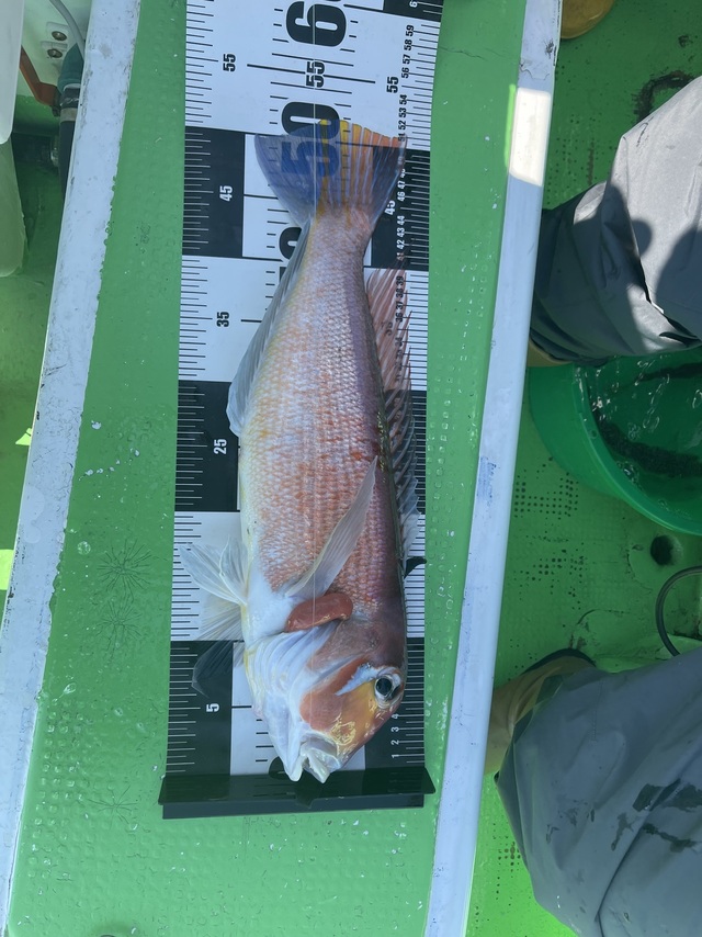 アマダイ(アカアマダイ)