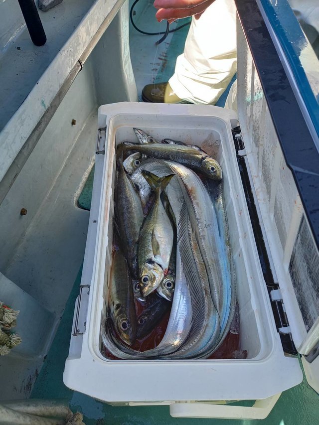 アジ(マアジ)・タチウオ