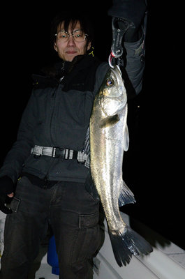 シーバス(スズキ)