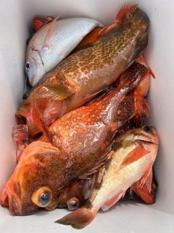 チダイ・キジハタ・カサゴ・オキメバル(ウスメバル)