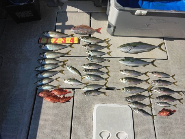 マダイ・アジ(マアジ)・ハマチ(ブリ)・メジロ(ブリ)・ガシラ(カサゴ)