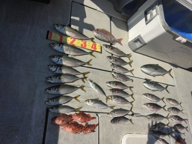 マダイ・アジ(マアジ)・ハマチ(ブリ)・メジロ(ブリ)・ガシラ(カサゴ)