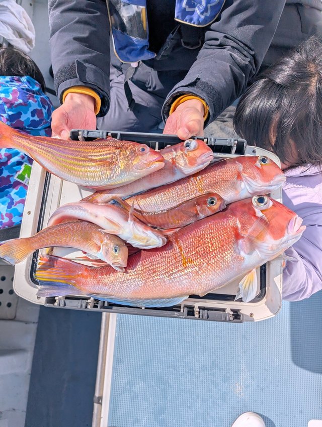 アマダイ(アカアマダイ)