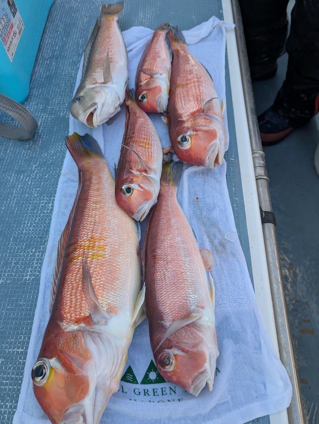 アマダイ(アカアマダイ)