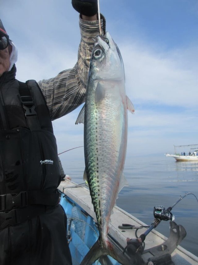 サバ(ゴマサバ)