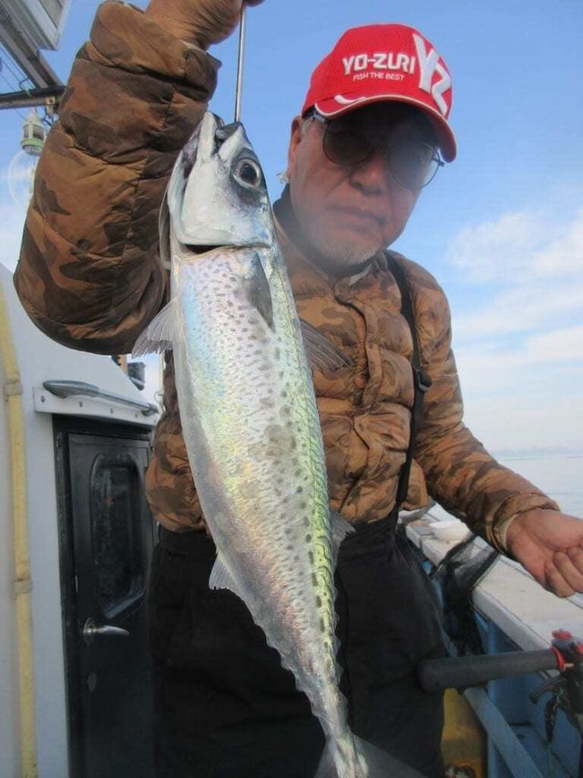 サバ(ゴマサバ)