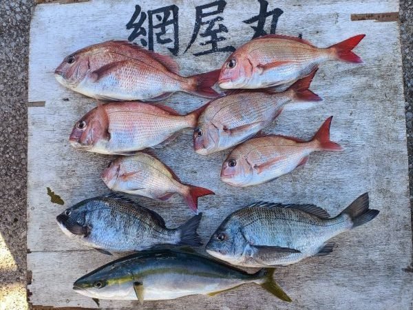 マダイ・クロダイ・イナダ(ブリ)