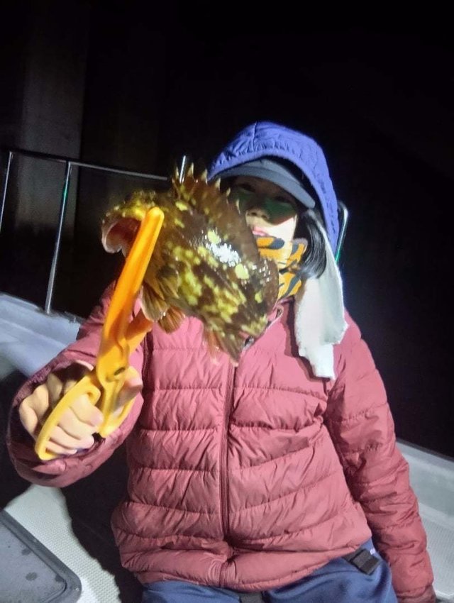 ガシラ(カサゴ)