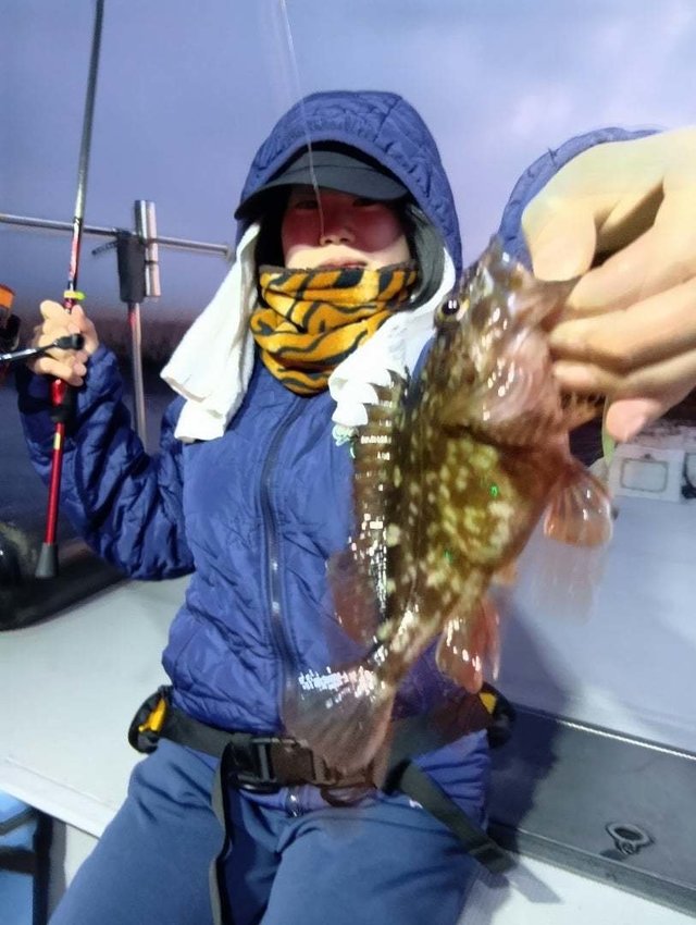 ガシラ(カサゴ)