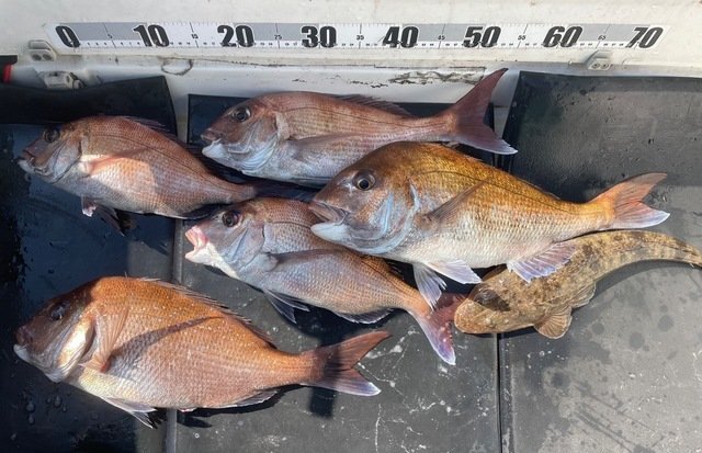 マダイ・マゴチ