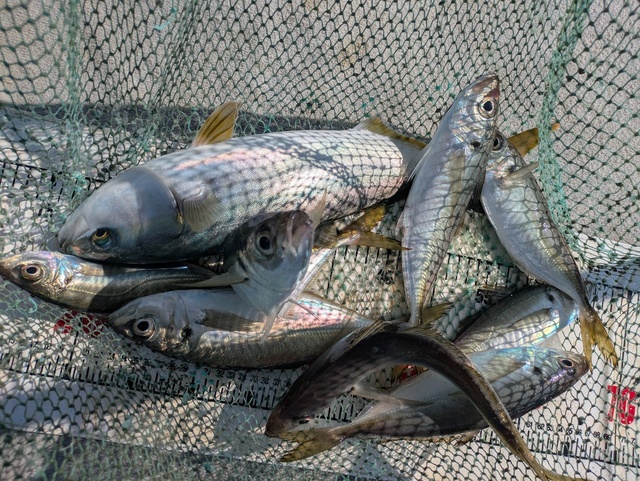 アジ(マアジ)・ブリ・ツバス(ブリ)