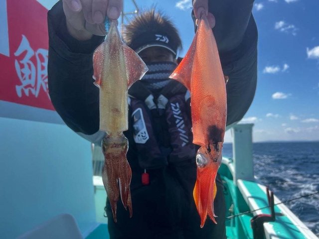 マルイカ(ケンサキイカ)