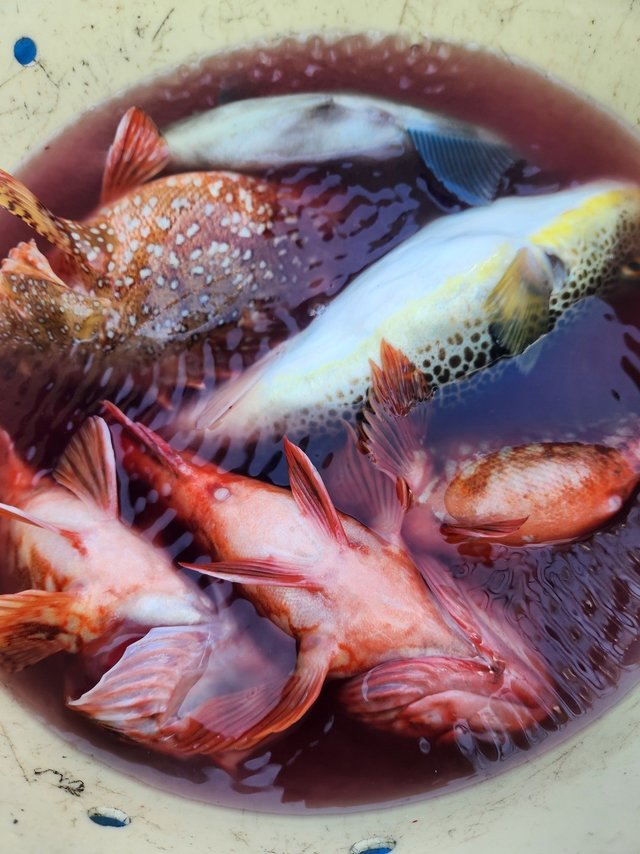 カサゴ・ショウサイフグ