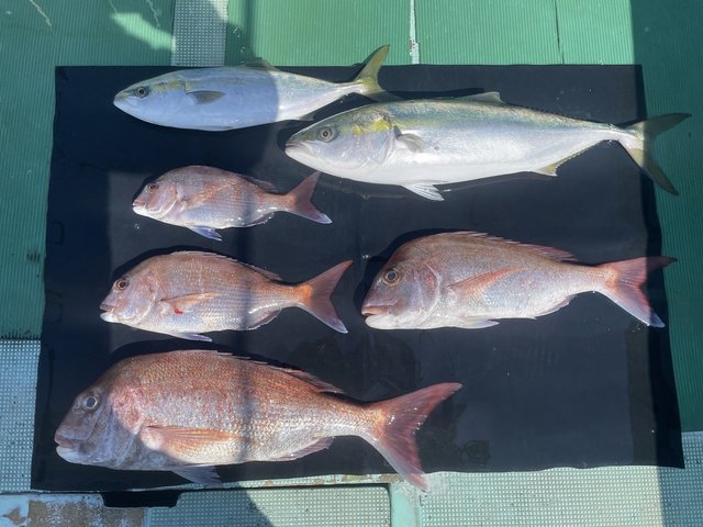 マダイ・ハマチ(ブリ)・メジロ(ブリ)