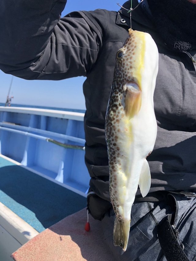 ショウサイフグ