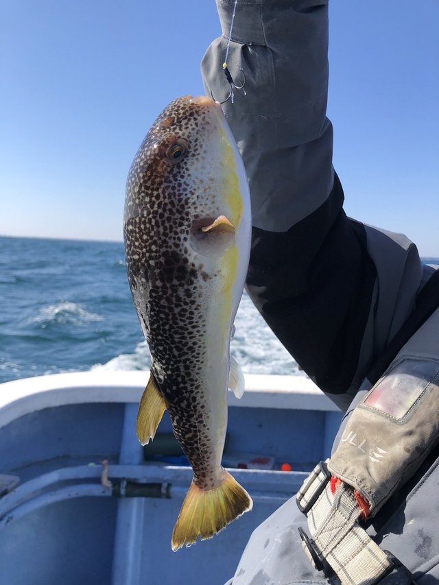 ショウサイフグ