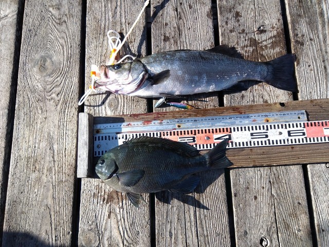 クチブトグレ(メジナ)