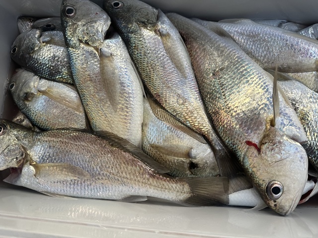 イシモチ(シログチ)