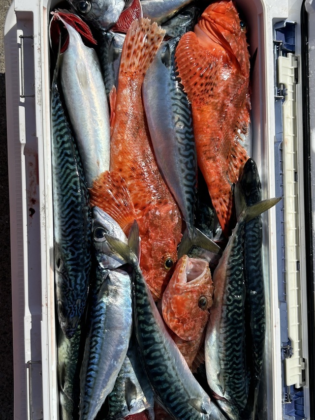 サバ(マサバ)・オニカサゴ