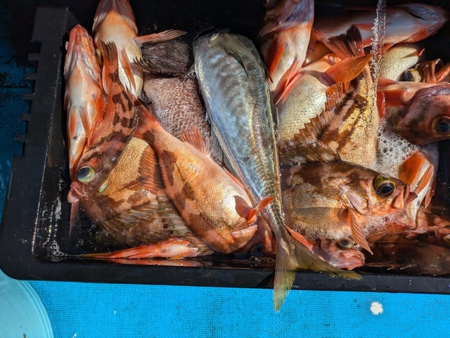 メバル(ウスメバル)