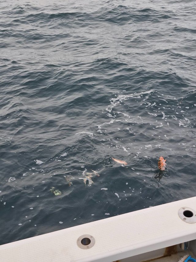 オキメバル(ウスメバル)