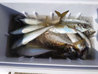 アジ(マアジ)
