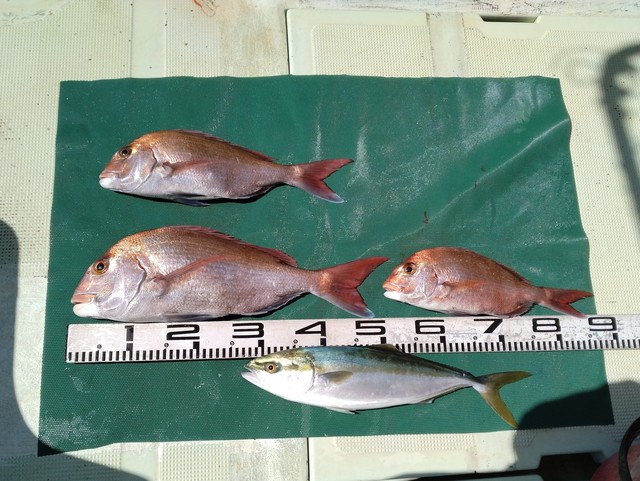 マダイ・ツバス(ブリ)