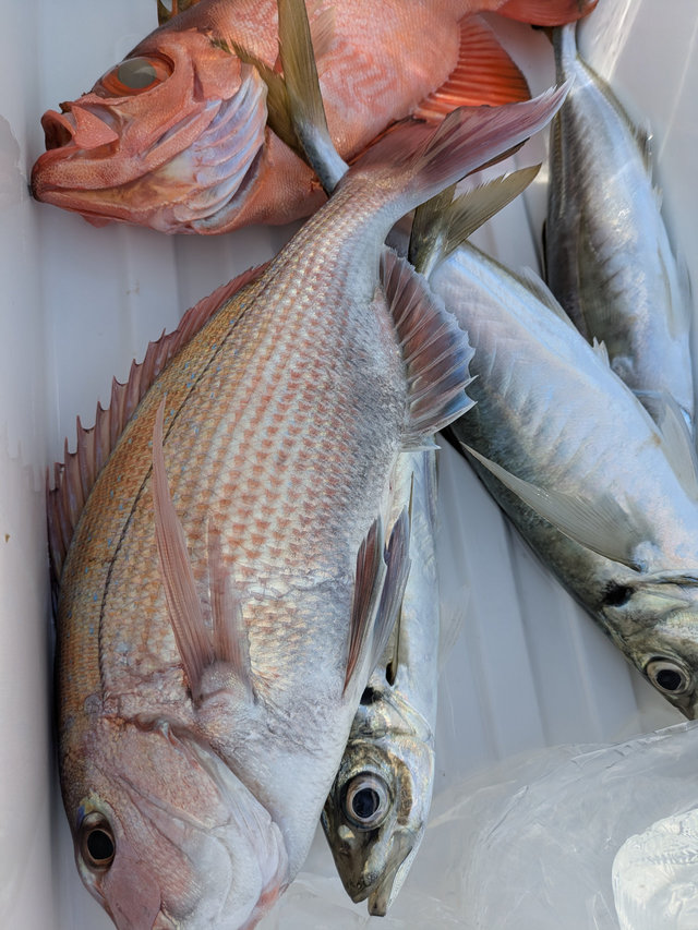 マダイ・アジ(マアジ)・チカメキントキ