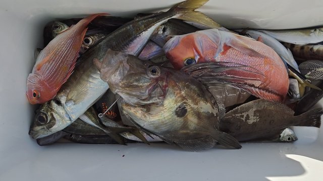 アジ(マアジ)・ムシガレイ