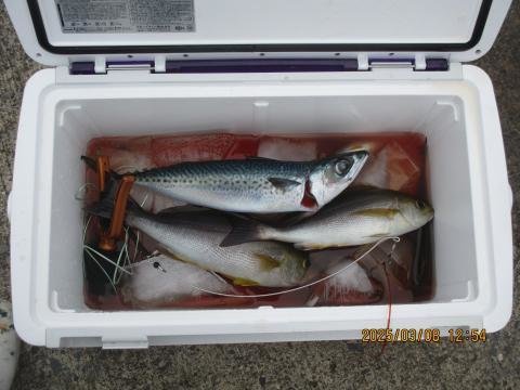 イサキ・サバ(ゴマサバ)