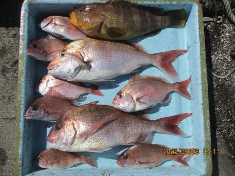 マダイ・アオハタ