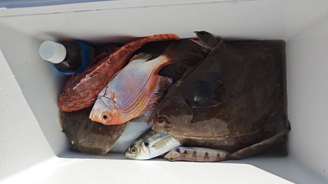 アジ(マアジ)・ムシガレイ