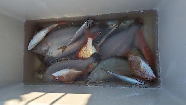 アジ(マアジ)・ムシガレイ