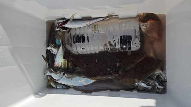 アジ(マアジ)・ムシガレイ