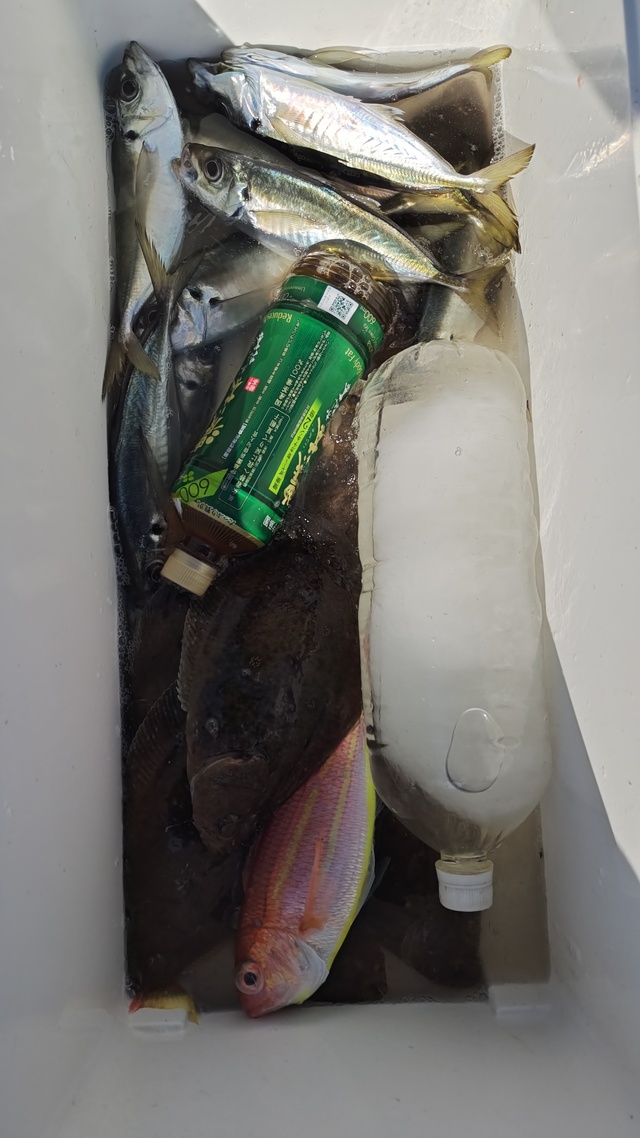 アジ(マアジ)・ムシガレイ