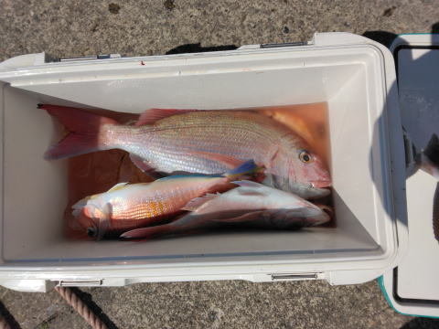 マダイ・アマダイ(アカアマダイ)