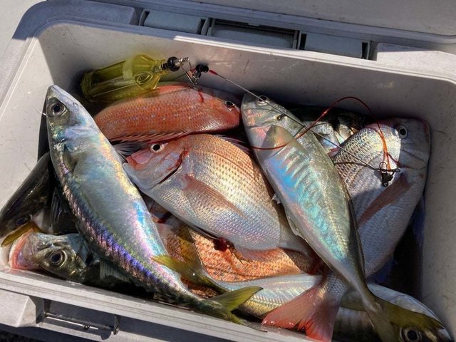 マダイ・ハナダイ(チダイ)・アジ(マアジ)・サバ(マサバ)