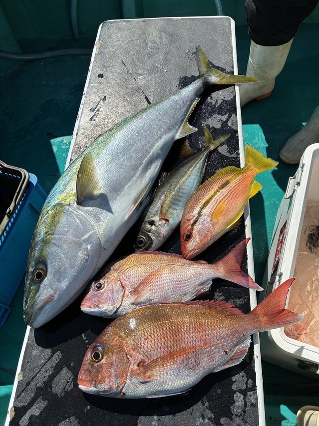 マダイ・マアジ・ブリ