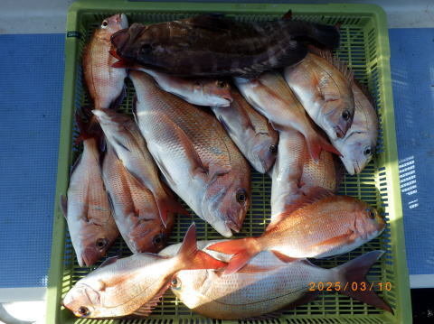 マダイ・マハタ