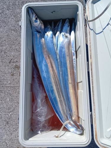 タチウオテンヤ(タチウオ)