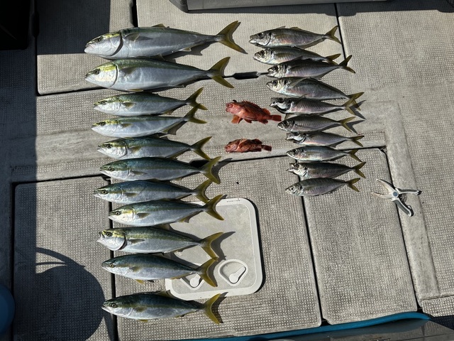 アジ(マアジ)・ハマチ(ブリ)・メジロ(ブリ)・ガシラ(カサゴ)