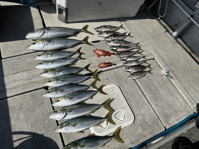 アジ(マアジ)・ハマチ(ブリ)・メジロ(ブリ)・ガシラ(カサゴ)